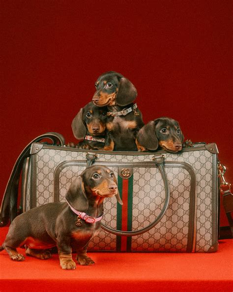 The Gucci Pet Collection is here 